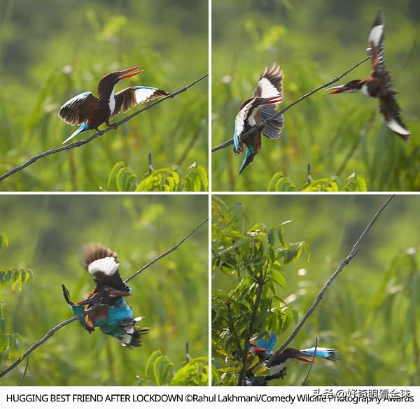 BBC評選結果出來了，2021最佳動物喜劇演員登場……