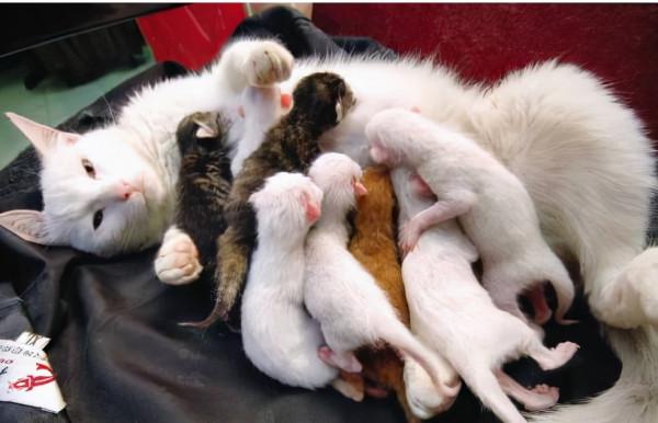 為什麼養公貓的人比養母貓的人多？說實話，公貓更好養