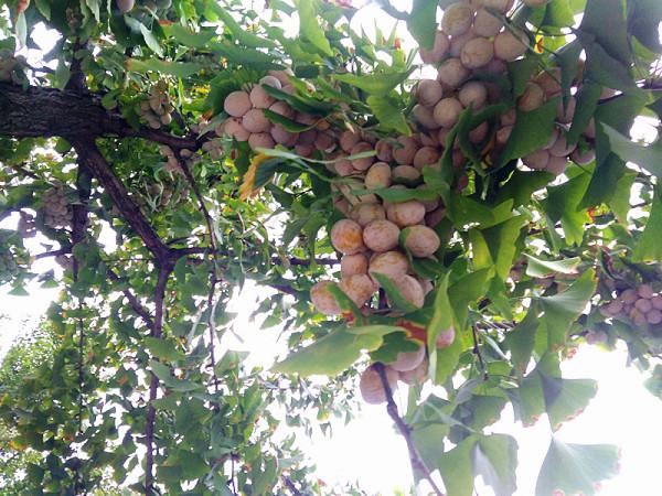 秋天的銀杏村 秋天的銀杏村