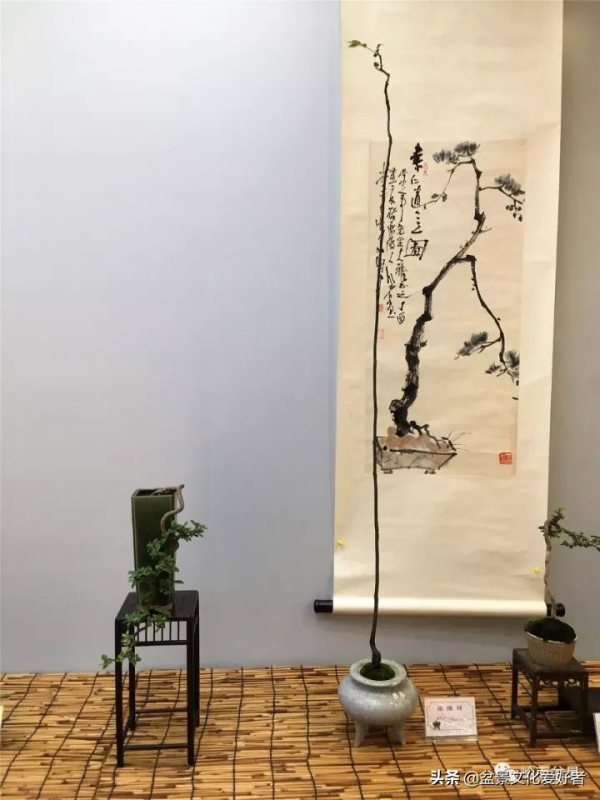 最高水準的素仁格盆景藝術，值得收藏