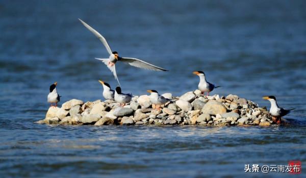 #網聚雲南相約COP15#雲南這個縣輕鬆湊齊Ⅰ級國保動物九宮格