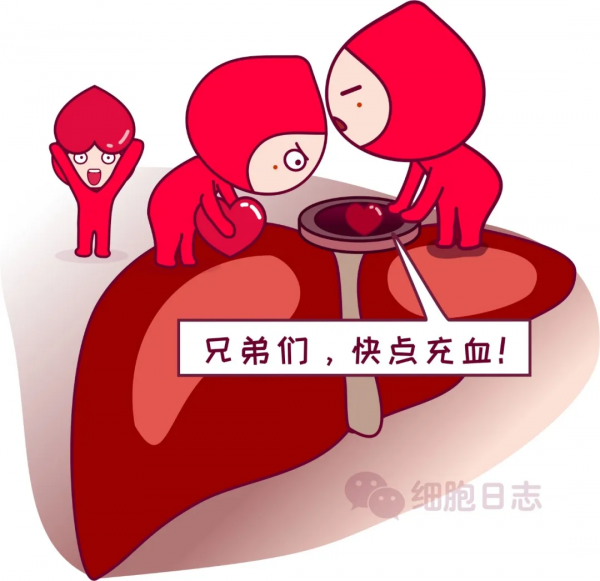 【獻血小知識】少量失血不可怕，人人體內都有大小&OpenCurlyDoubleQuote;血庫&rdquo;