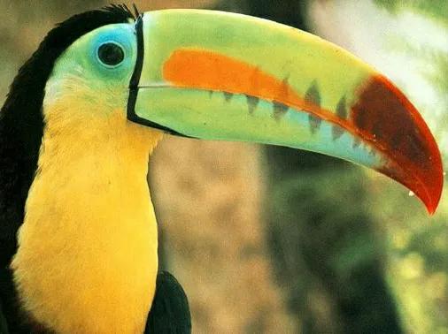 犀鳥，稀奇古怪的動物