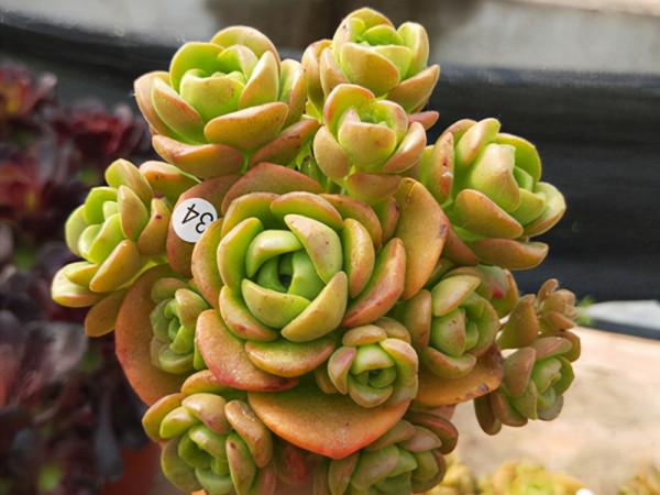 2款帶有香味的多肉,雖然不容易養出高顏值,但是香味持久值得養 2款帶有香味的多肉,雖然不容易養出高顏值,但是香味持久值得養