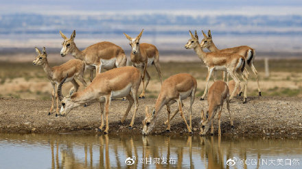 甘肅張掖:荒漠精靈秋日飲水圖 甘肅張掖:荒漠精靈秋日飲水圖
