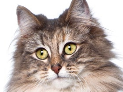 貓咪，長得可愛了不起呀——確實了不起