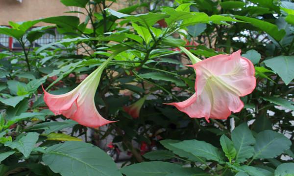 農村常見的這些植物,你們認識多少?看完漲知識 農村常見的這些植物,你們認識多少?看完漲知識
