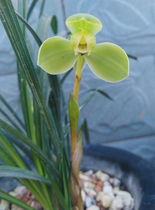 2017年,柏某從手機上看到一棵絕世新品,立刻吩咐其弟重金拿下 2017年,柏某從手機上看到一棵絕世新品,立刻吩咐其弟重金拿下