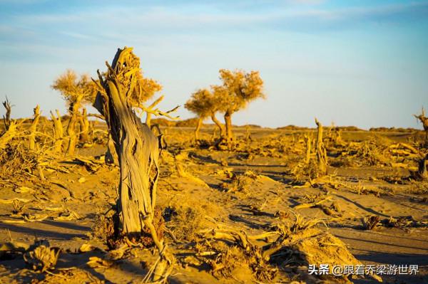 額濟納怪樹林，大漠勇士胡楊林的讚歌，罕見的世界自然奇觀