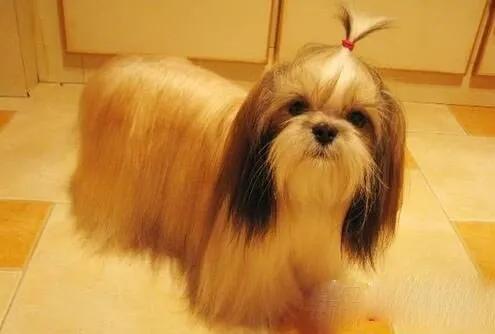 忠犬救主的歡歡