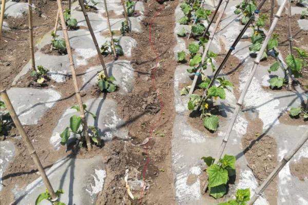 黃瓜種植:如何澆水,有哪些注意事項?這篇文章算是說明白了 黃瓜種植:如何澆水,有哪些注意事項?這篇文章算是說明白了