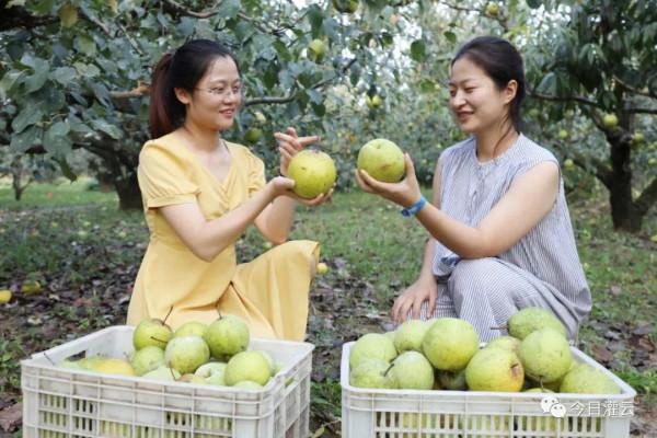灌雲縣伊甸園：“豐”景這邊獨好