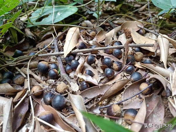 帶你一起回味62種南方野果子,它們是物質匱乏年代小朋友的零食 帶你一起回味62種南方野果子,它們是物質匱乏年代小朋友的零食