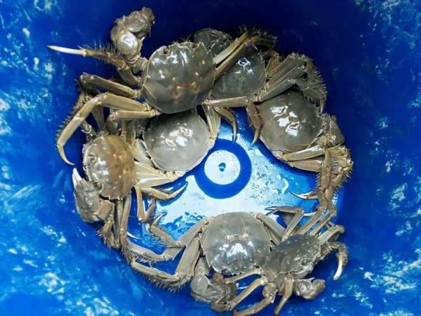 安徽水陽的“燕赤霞”