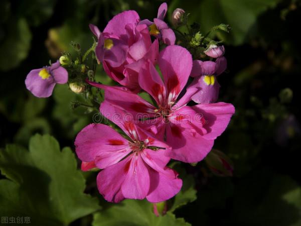 11種花一定不要再修剪,剪了影響開花,別大意 11種花一定不要再修剪,剪了影響開花,別大意