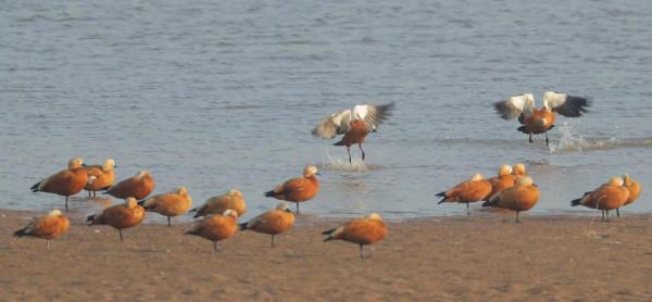 蹲守山西汾河拍國寶候鳥
