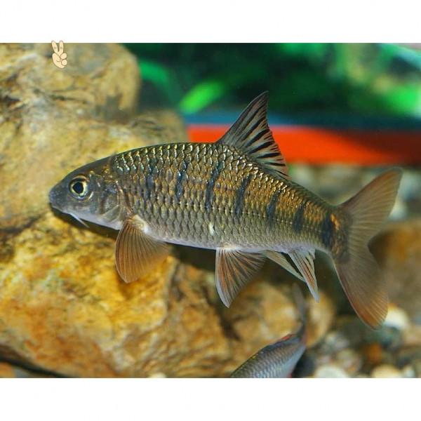 溪石斑，五寸長，對水質要求極高，如今上百元一斤，好吃又回味