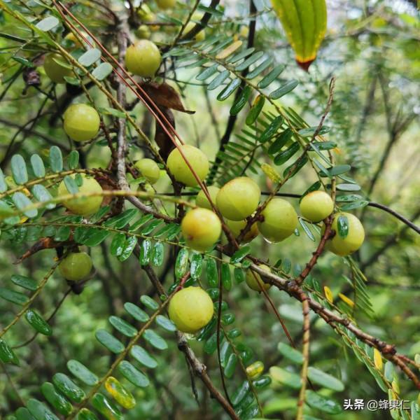 農村這25種能吃的野果都是童年的回憶,現在越來越少你還記得嗎? 農村這25種能吃的野果都是童年的回憶,現在越來越少你還記得嗎?