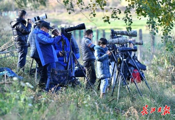 府河觀鳥漸進最佳觀賞期