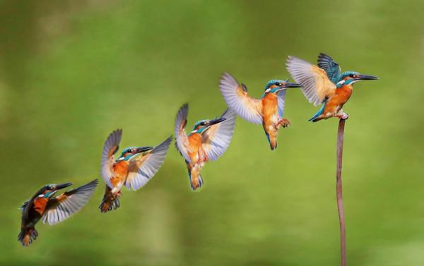 喜歡拍鳥就不要誘鳥 喜歡拍鳥就不要誘鳥