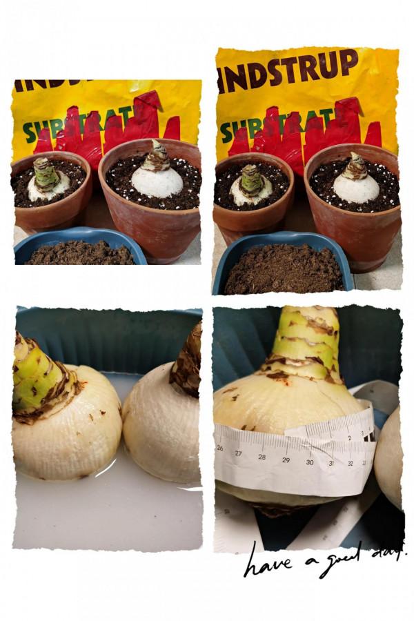 我的朱頂紅（三）