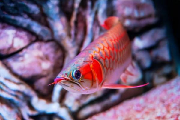 懶人丈夫不肯清洗魚缸，妻子怒把“超貴紅龍魚”當晚餐