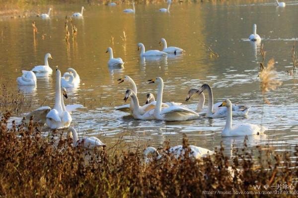 平陸：瑟瑟蒹葭伴雪花 久別嬌客回到家