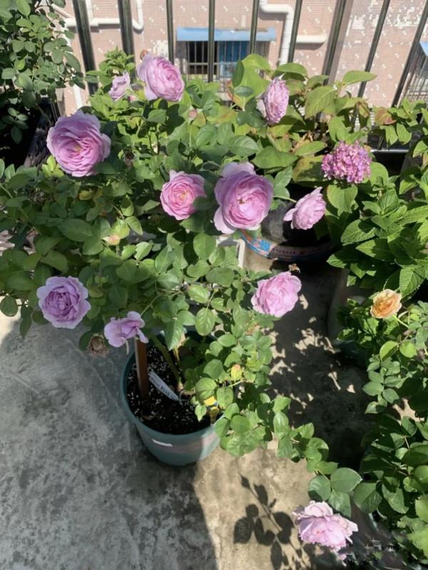 廣東到底能種哪些品種的月季