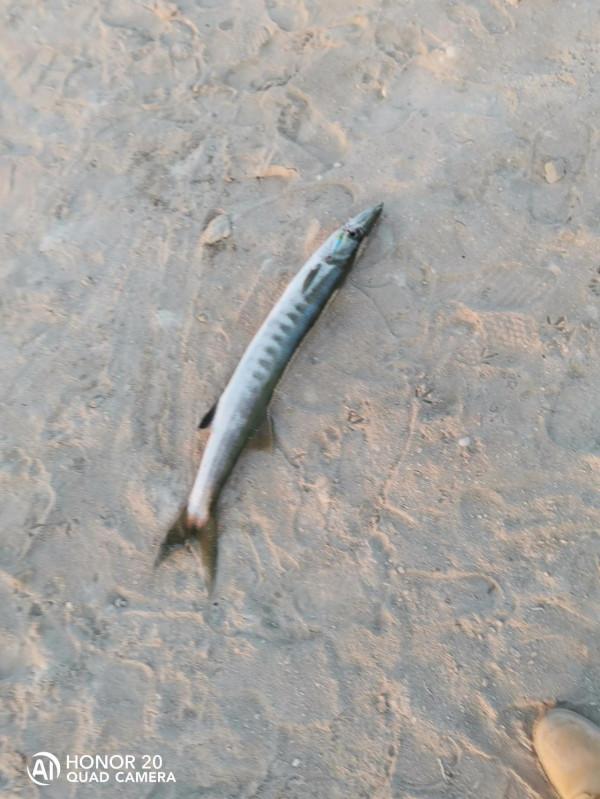 最近這些天都魚獲