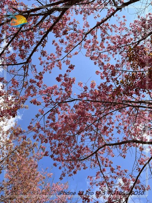 泰國的雲海仙境&mdash;&mdash;考柯