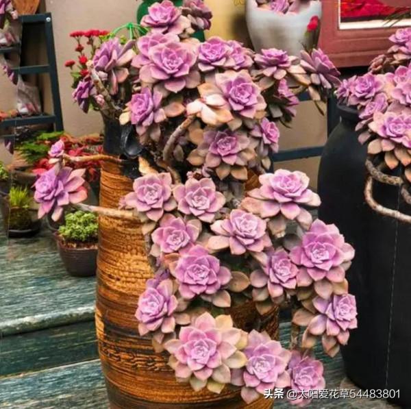 分享秋冬最經典的6種多肉，好養易上色，出狀態美美噠