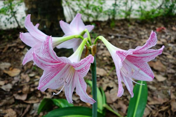 秋天的朱頂紅種球吹氣一樣長，分享養球“捷徑”，長到拳頭大