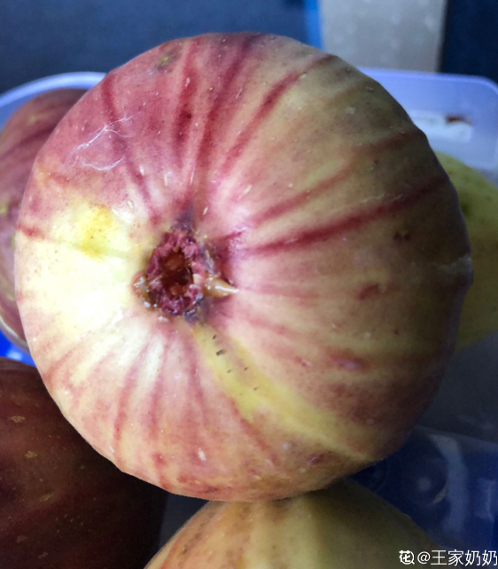 “無花果”也有花,食用部分就是花,3步養護吃到“美味花” “無花果”也有花,食用部分就是花,3步養護吃到“美味花”