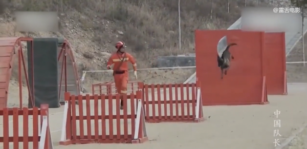 成為搜救犬有多難？爬障礙、鑽廢墟，每天訓練8小時！紀錄片