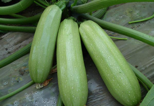 冬天吃什麼蔬菜比較好?提醒:立冬之後,儘量少碰3種蔬菜 冬天吃什麼蔬菜比較好?提醒:立冬之後,儘量少碰3種蔬菜