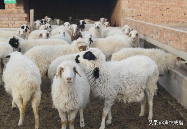 大學四年，寧夏美食陪伴了我