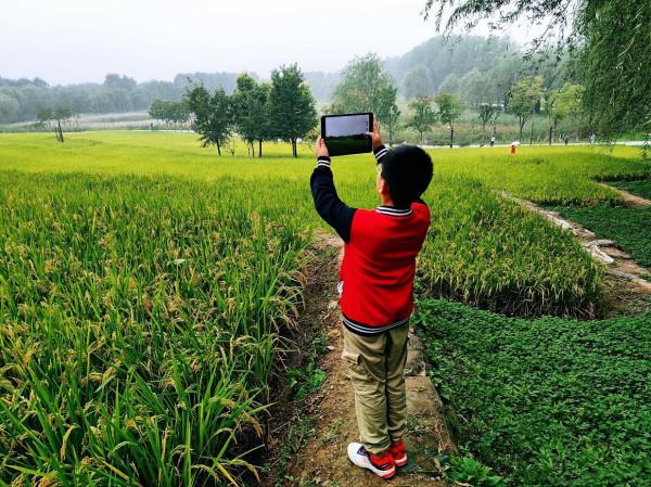 國慶出遊好去處 西四環外稻花香 國慶出遊好去處 西四環外稻花香