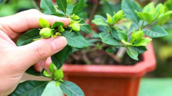 公認“難養”的3種花，沒有五六年的養花經驗，建議別入手