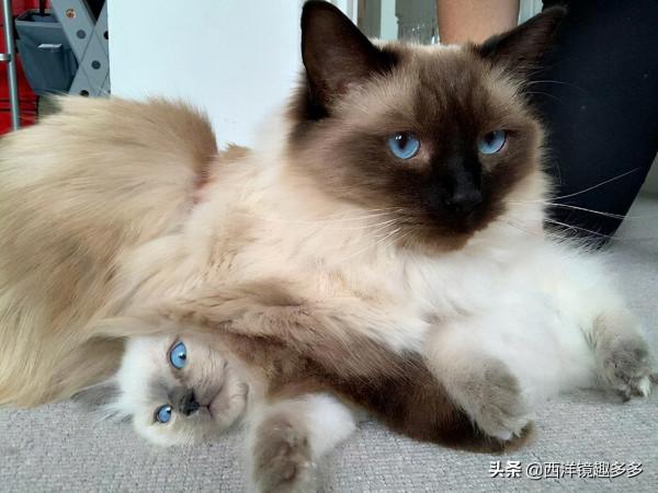 看了這些照片,你可得再要一隻貓了 看了這些照片,你可得再要一隻貓了