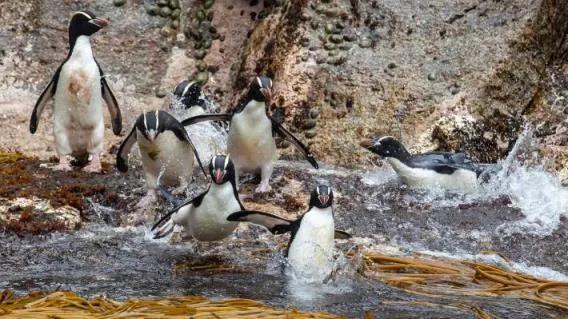 結局是這樣的：我們是如何將獨特的本土企鵝推向滅絕的