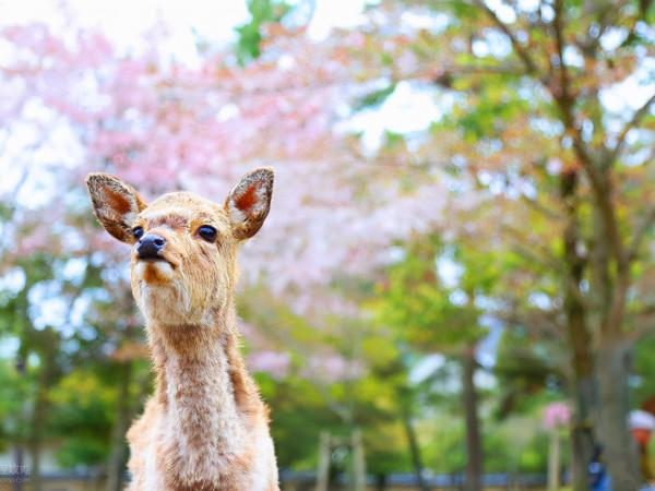奈良見聞錄：一個屬於鹿的城市，是旅人一生的嚮往