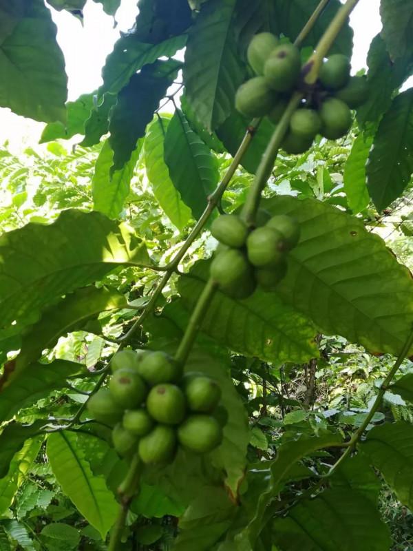 愛咖啡的我，與海南興隆咖啡廠相鄰