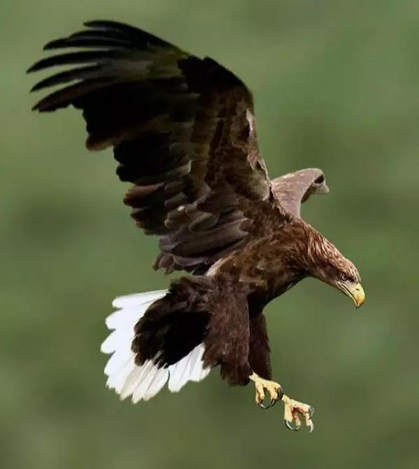 世界上常見的幾種雕