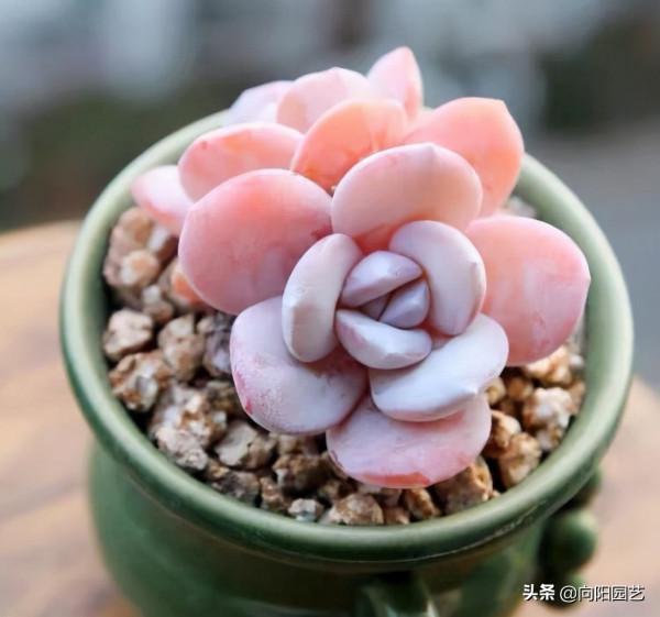 花最少的錢，買最便宜的多肉，專挑二手多肉，也可以養得很好