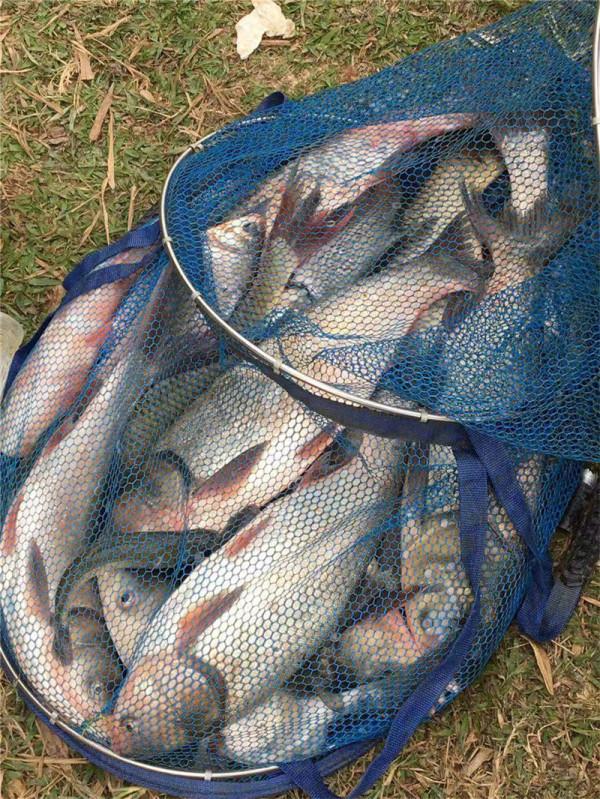 野釣好用的極端餌料，不用打窩效果都很好，這篇攻略很有味道