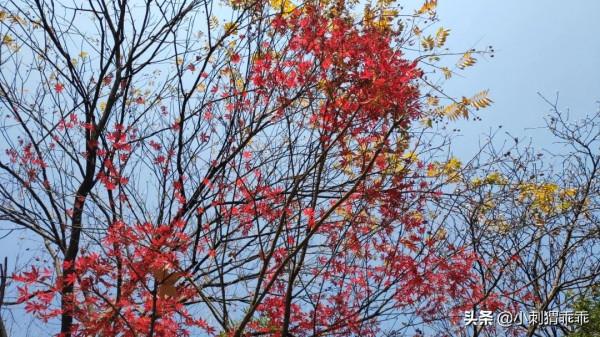 「水鄉之戀」魚獲 「水鄉之戀」魚獲