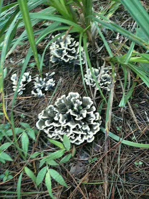 雲南八大野生菌類，食之難以忘懷