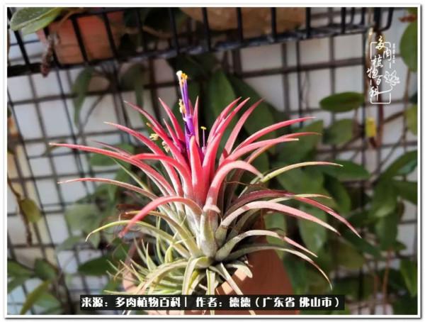 廣東的多肉陽臺:生命不息,折騰不止 廣東的多肉陽臺:生命不息,折騰不止