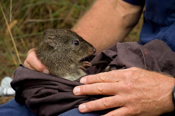 長得像老鼠的袋鼠？以松露為主食？這種瀕危動物種群數量剛剛破百