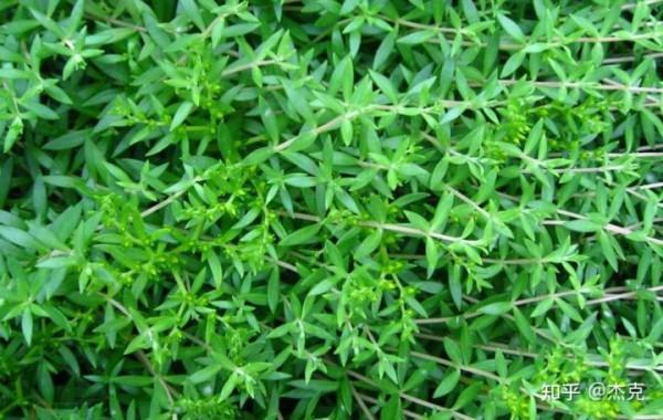 普通而又意義非凡的植物-垂盆草 普通而又意義非凡的植物-垂盆草